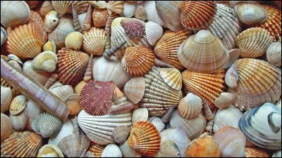 Par quel mot d&eacute;signe-t-on la collection de coquillages ?
