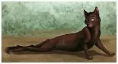 Qui est le frère de ce chat ?