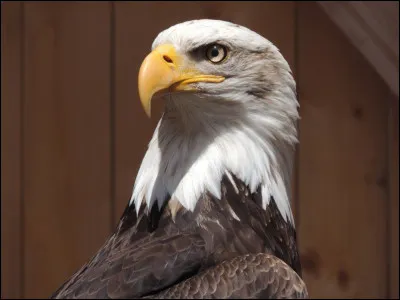 Que veut dire l'expression "donner à quelqu'un des noms d'oiseaux" ?