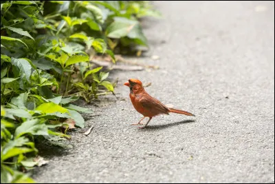 Que veut dire l'expression "manger comme un oiseau" ?