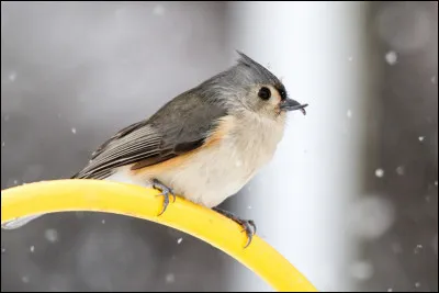 Que veut dire l'expression "avoir une cervelle d'oiseau" ?