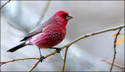 Que veut dire l'expression "le petit oiseau va sortir" ?