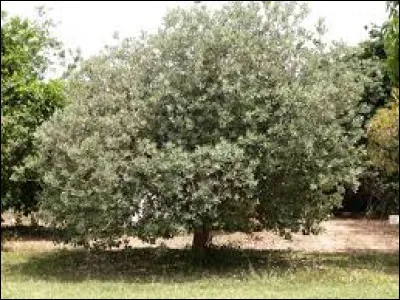 Sous quel autre nom cette plante est-elle également connue ?