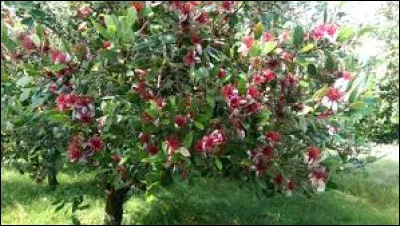 Placer cette plante au soleil serait bien pour cette dernière.