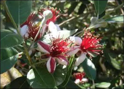 Peut-on utiliser cette plante pour une haie libre ?