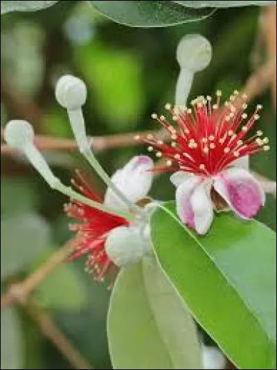 Cette plante ne supporte pas les embruns, il vous sera impossible de la mettre dans votre jardin si vous êtes en face de la mer.