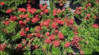 Est-il possible de planter cet arbuste au printemps ?