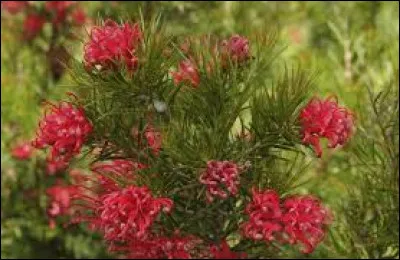 Est-il bon de le planter en automne ?