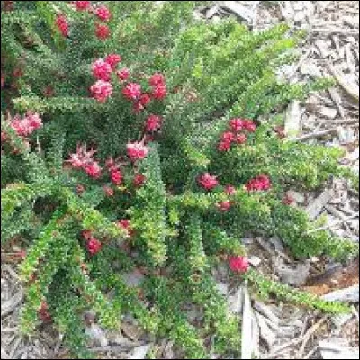 Cette plante peut atteindre les 2, 50 maximum mais cela reste tout de même variable.