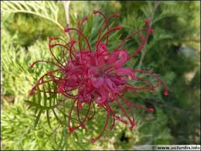 Le grévilléa présente des fleurs très mellifères, cela signifie que de bonnes quantités de nectar et de pollen de bonne qualité sont accessibles par les abeilles.