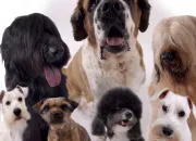 Test Quelle race de chien te correspond ?