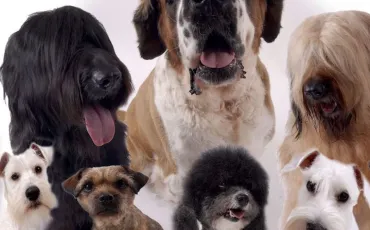 Quiz Test de personnalit�