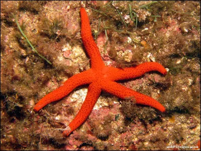 Quelle est leur durée de vie ?