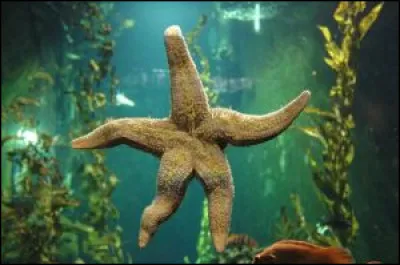 Quel est leur nom scientifique ?