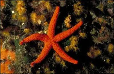 De quel groupe font-elles partie ?