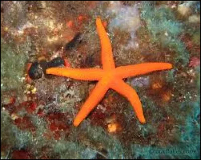 Comment les anglais l'appellent-ils ?