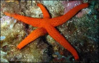 Quels sont ses moyens de déplacement ?