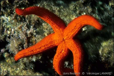 Quel est cet animal ?