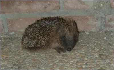 Quel est cet animal ?