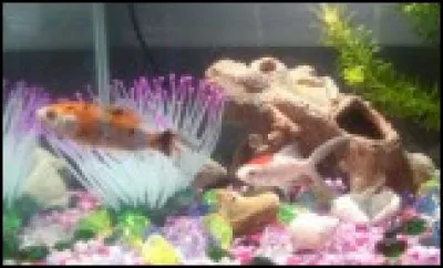 Quels sont ces animaux ?