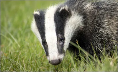 Quel est cet animal ?