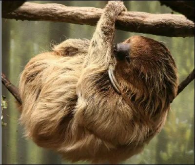 Quel est ce mammifère édenté des forêts d'Amérique tropicale ?