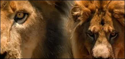 Indice : en 1998, les Britanniques commencent la construction d'une ligne de chemin de fer au Kenya !