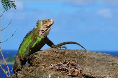 Indice : Richard Burton et Ava Gardner !