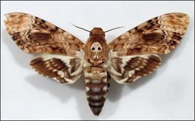 On appelle ce papillon le sphinx tête de mort, est-ce que ça vous rappelle quelque chose ?