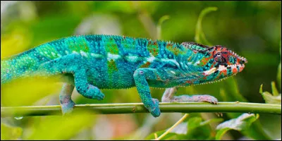 Celui-ci apparaît dans un autre film d'animation !