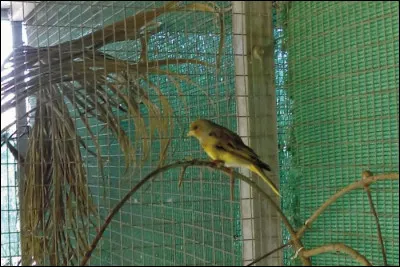 Cet oiseau devrait vous rappeler un film !