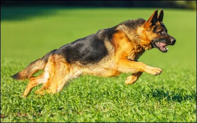 Robert Neville était un savant de réputation mondiale, il vit dans un New-York dévasté avec sa chienne Sam et pense être le seul survivant !