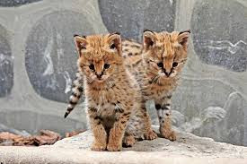 Quiz Animaux