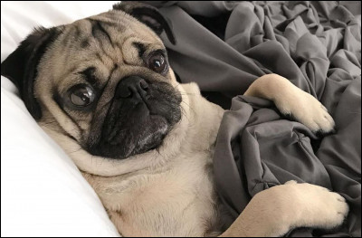 Quelle est cette race de chien ?