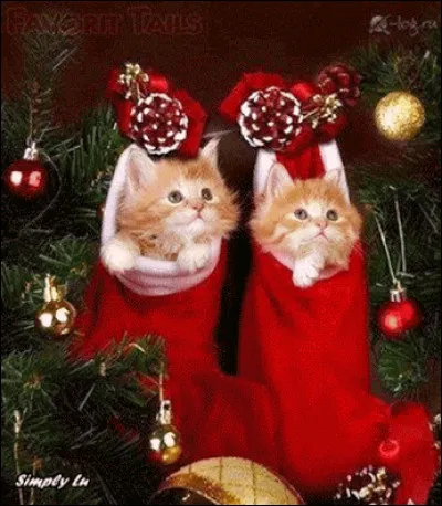 Où ces chats sont-ils installés ?