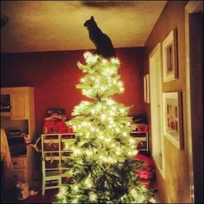 Ce chat est en haut du sapin...