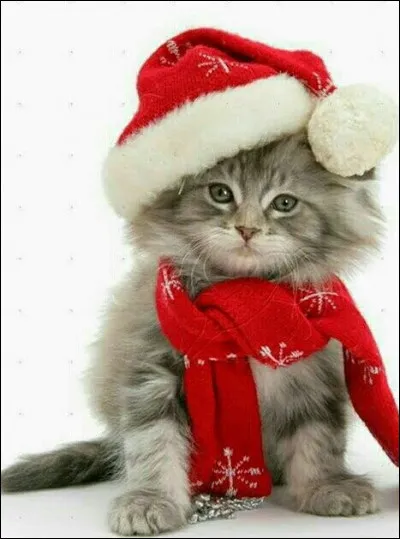 Comment peut-on dire que ce chat est prêt pour Noël ?