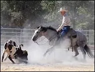 Comment appelle-t-on l'activit western qui consiste  trier le btail ?