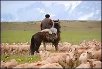 En Amrique du Sud, comment appelle-t-on les cow-boys ?