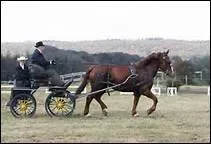 Avec combien de chevaux peut-on concourir  l'preuve d'attelage ?