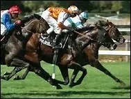 Quel type de chevaux montent les jockeys ?