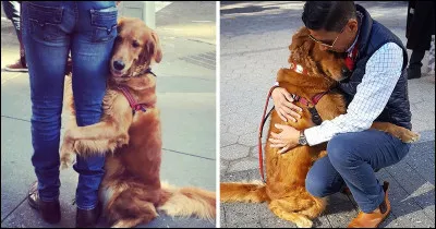 Aimes-tu les chiens câlins ?