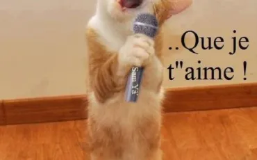 Quiz Interpretes