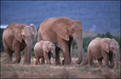 Associez un ou des interprètes à cette photo !
