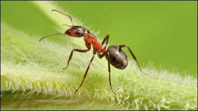 Cet insecte peut être royal, surtout si vous trouvez l'interprète !