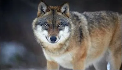 Que mange le loup ?
