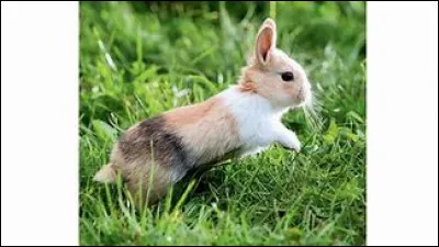 Que ne mange pas le lapin ?