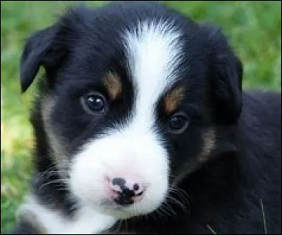 Le chien est-il un animal à sang froid ou à sang chaud ?