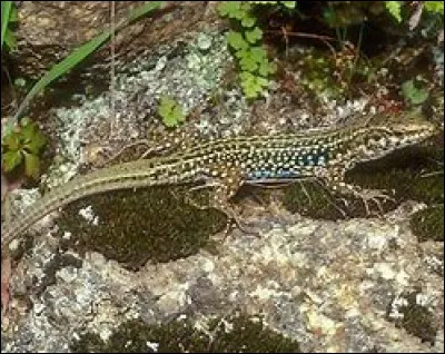 Le lézard est-il un animal à sang froid ou à sang chaud ?