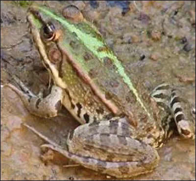 La grenouille est-elle un animal vivipare ou ovipare ?